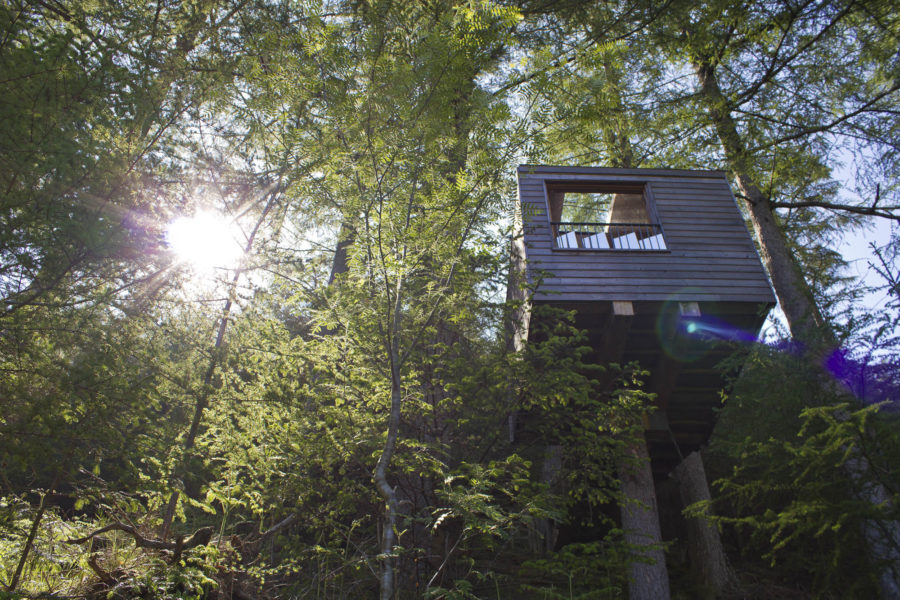 Outlandia Field Station, Glencoe, show from beneath and looking up into trees